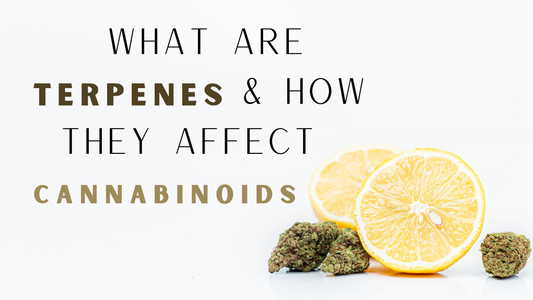 What are cannabis terpenes
